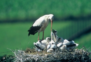 cicogne nel parco del ticino