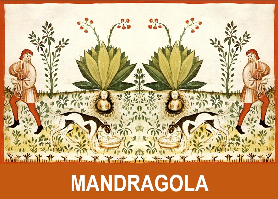banner mandragola